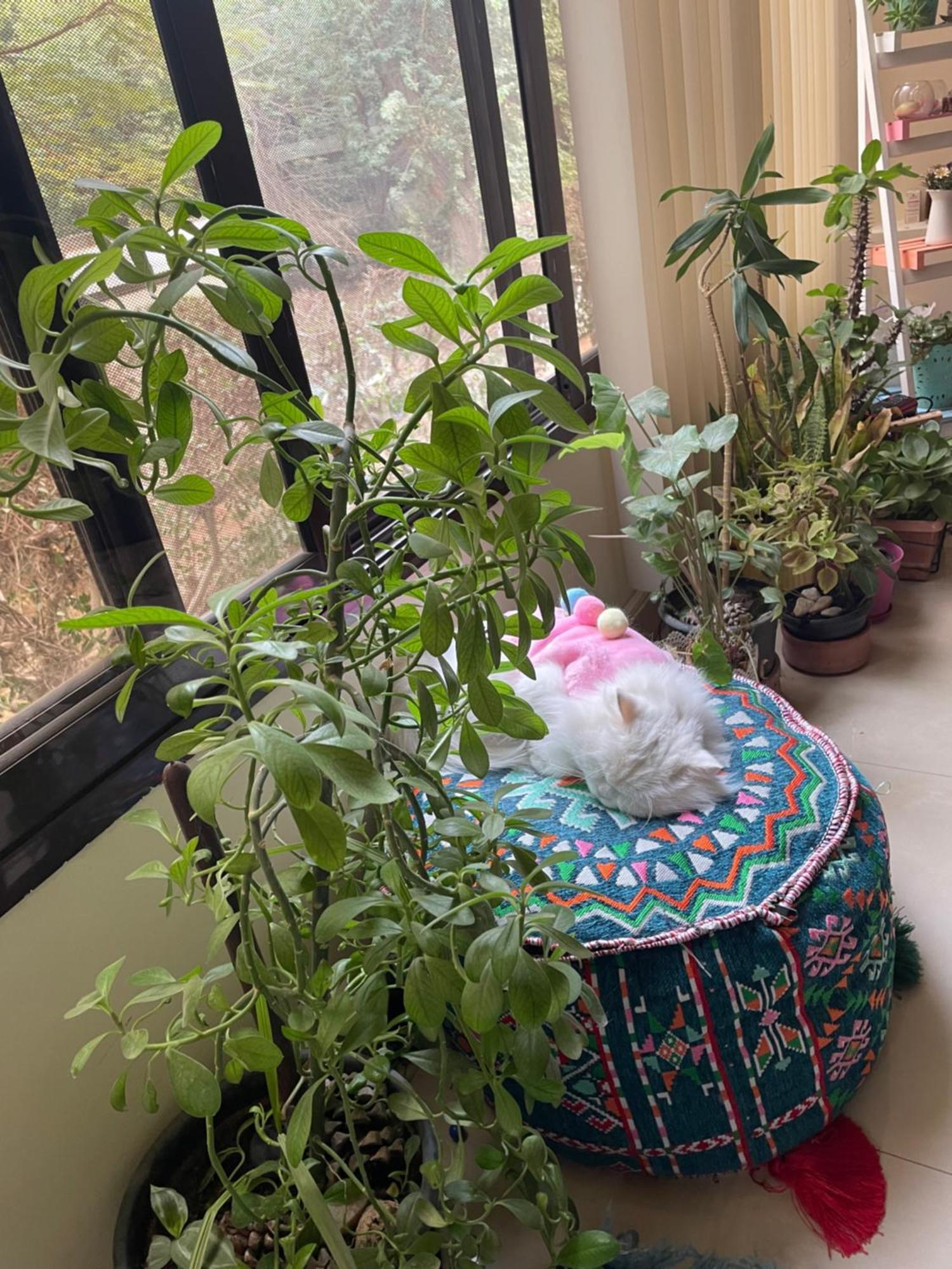 House With Garden View - Female Only Bed & Breakfast