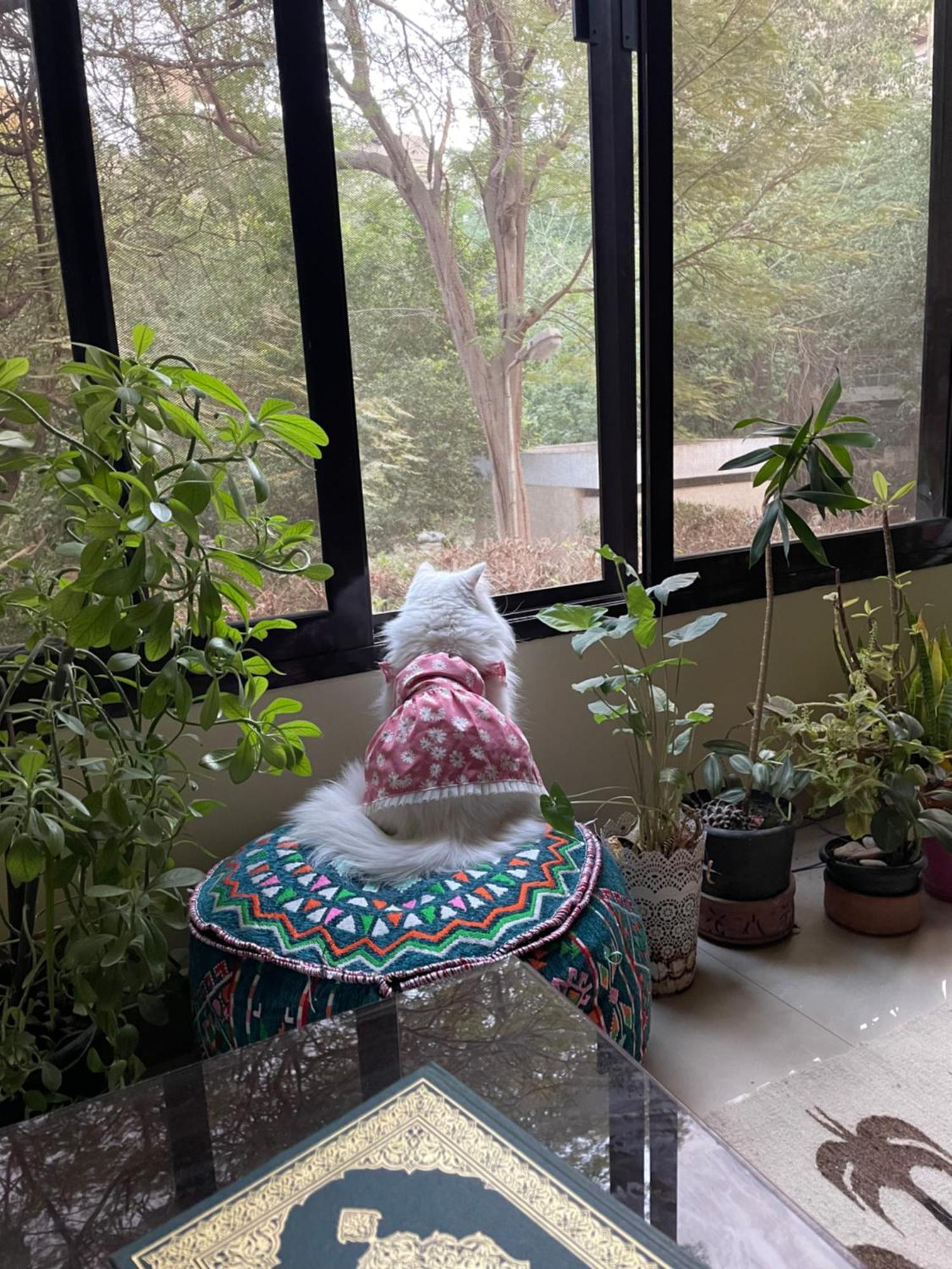 Bed & Breakfast House With Garden View - Female Only *